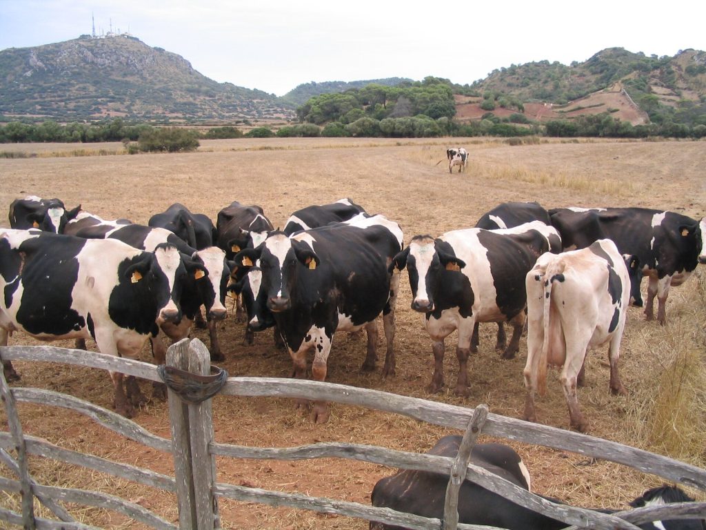 Camí d’en Kane